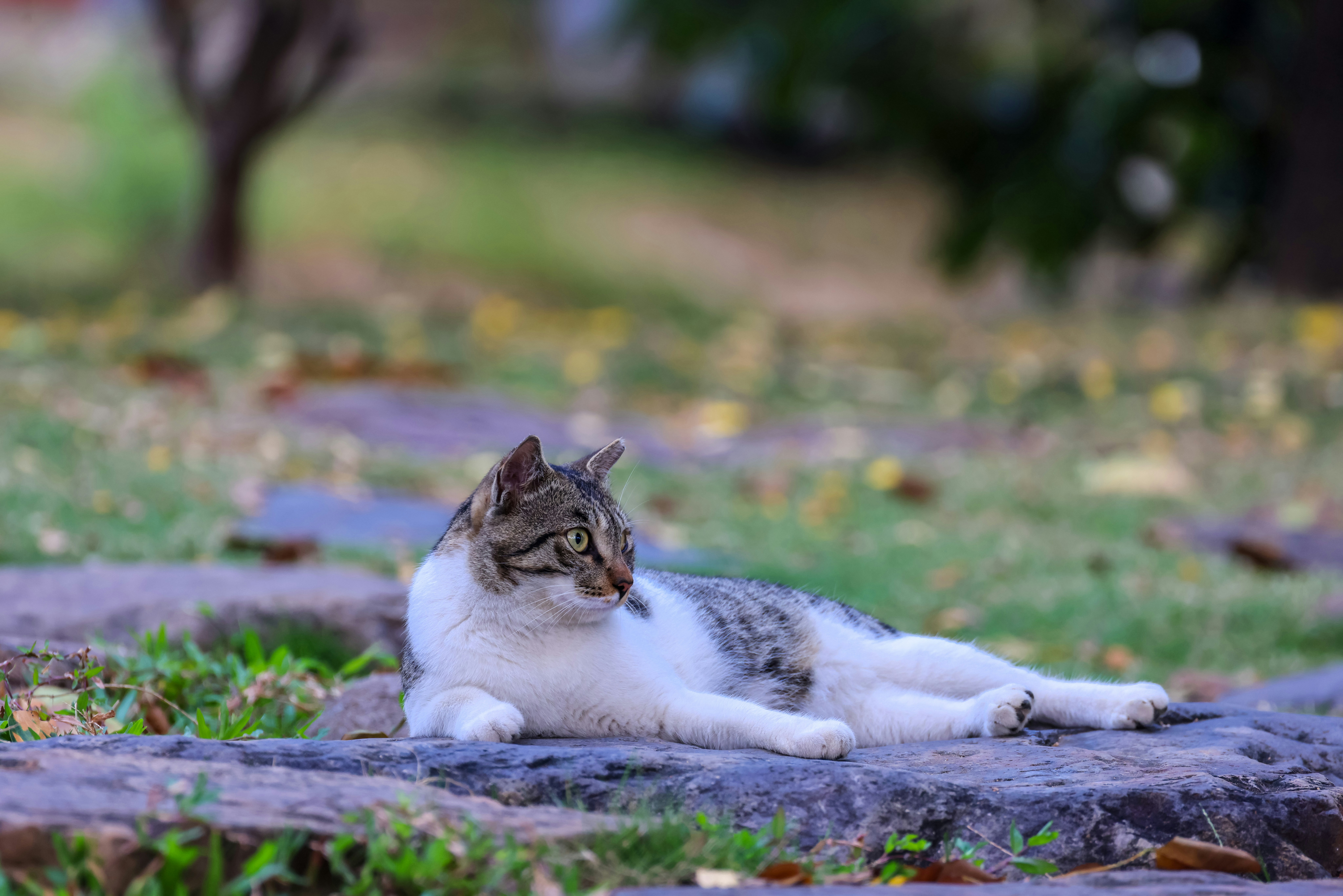 Photo by dickenslin76