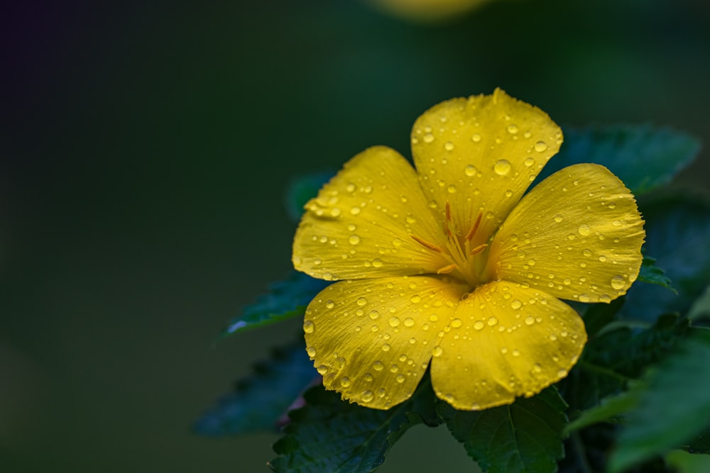 a yellow flower with water droplets on it