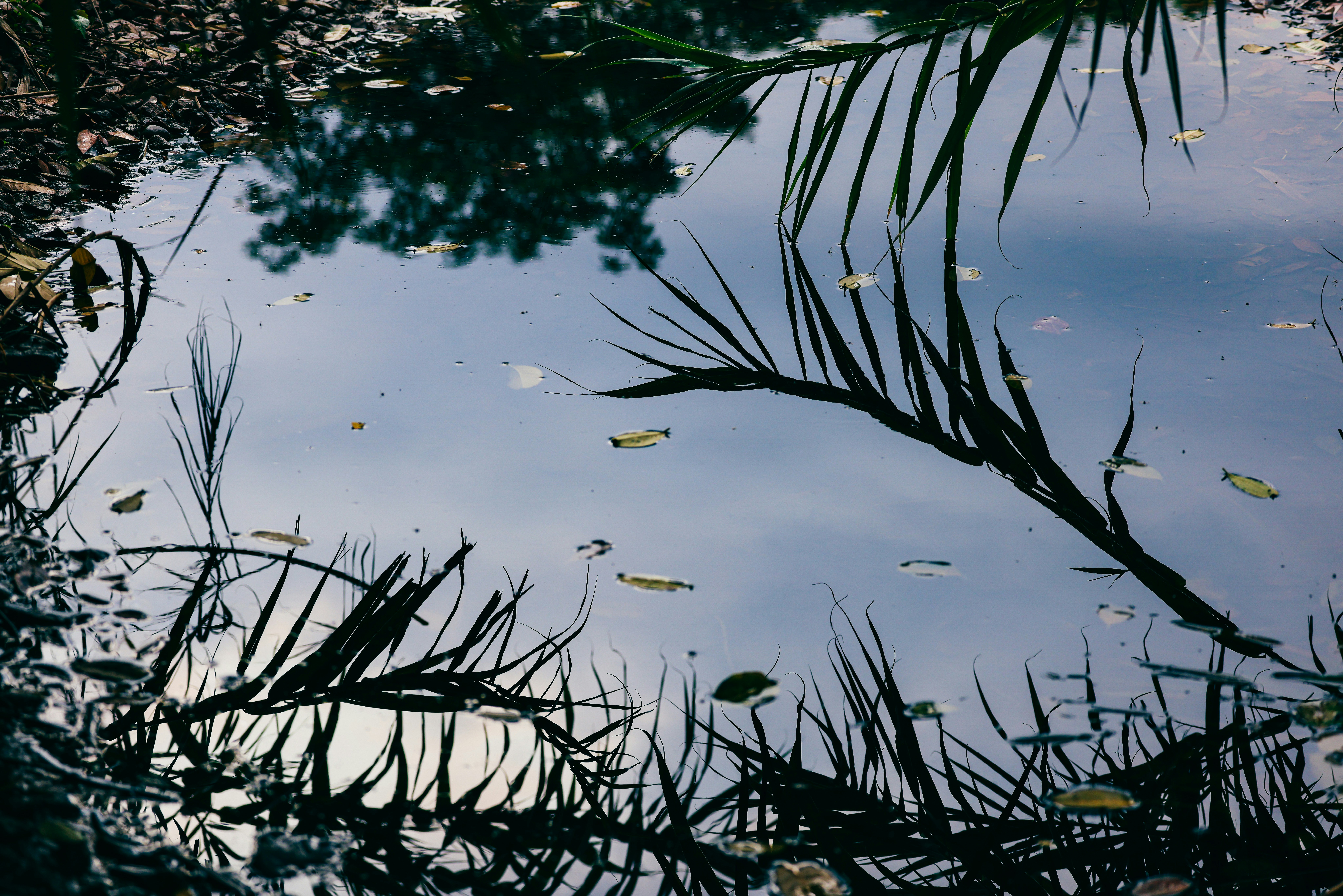 Photo by dickenslin76