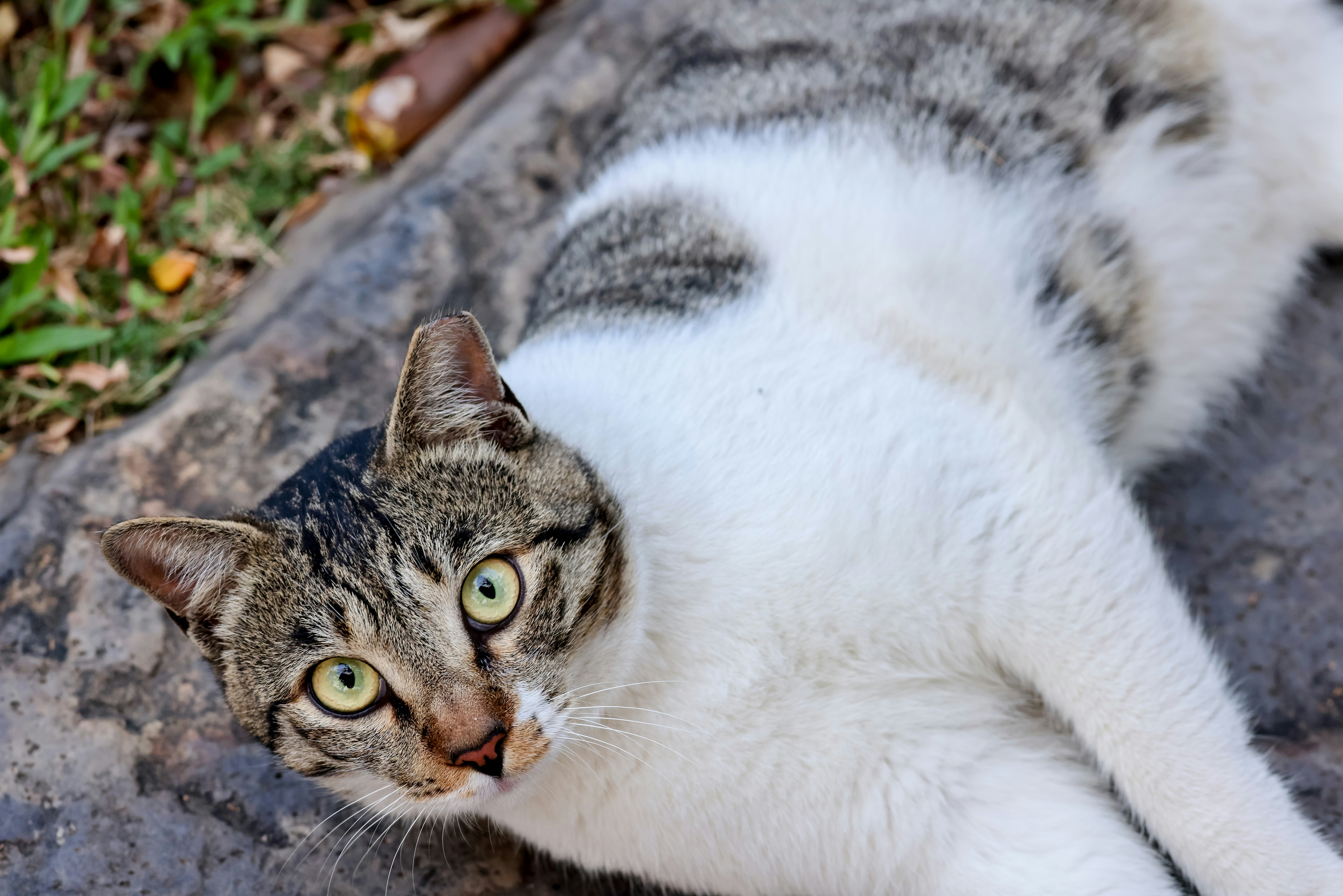 Photo by dickenslin76