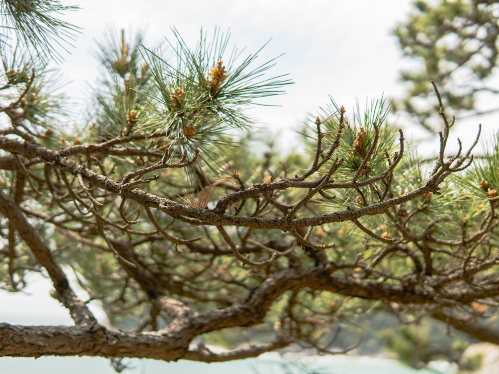 a branch of a pine tree with pine cones on it