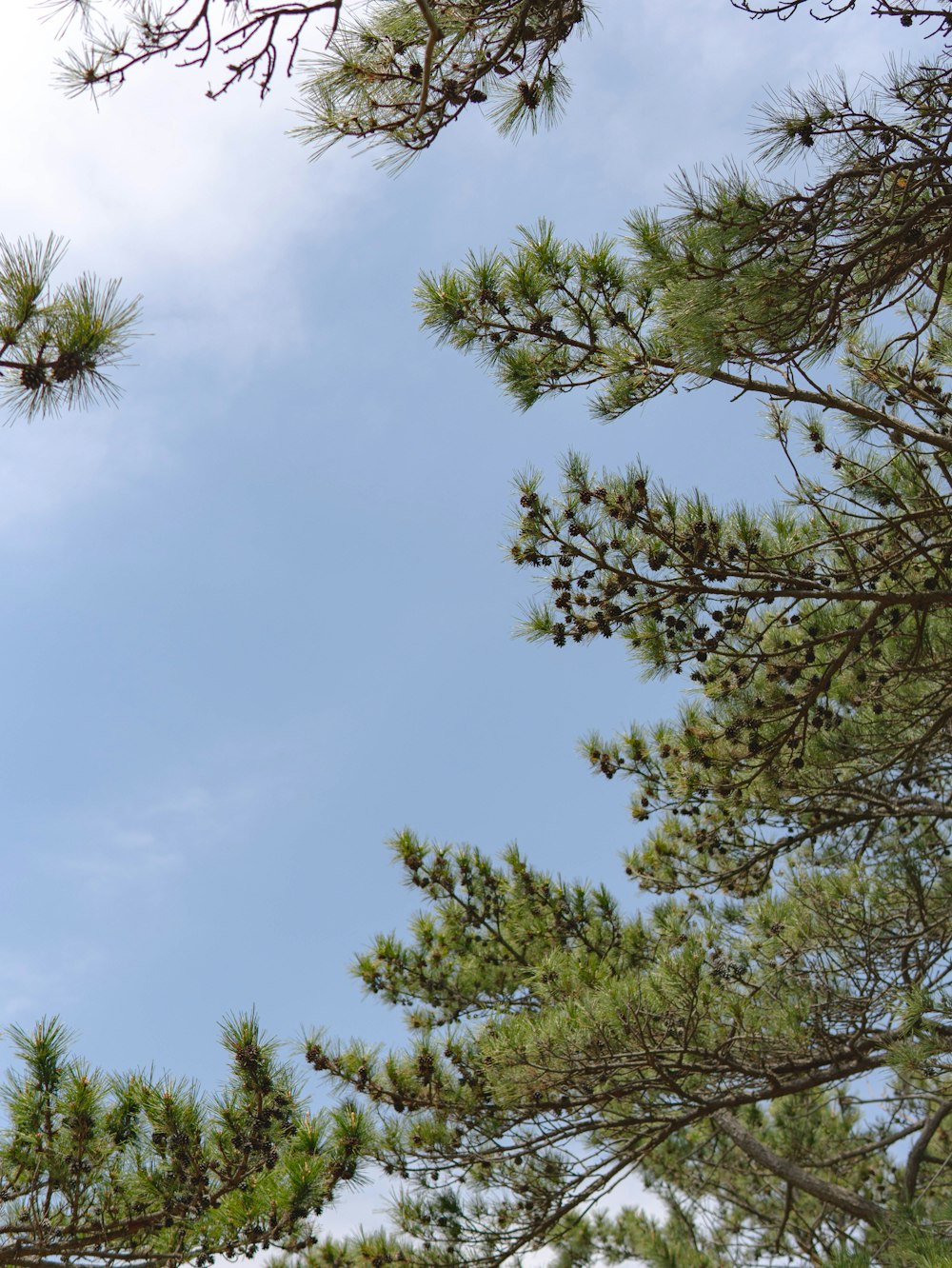 a bird is perched on top of a pine tree