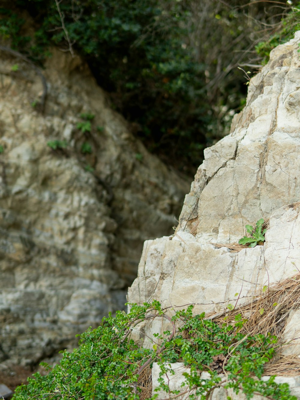 a bird is perched on a rock near a stream