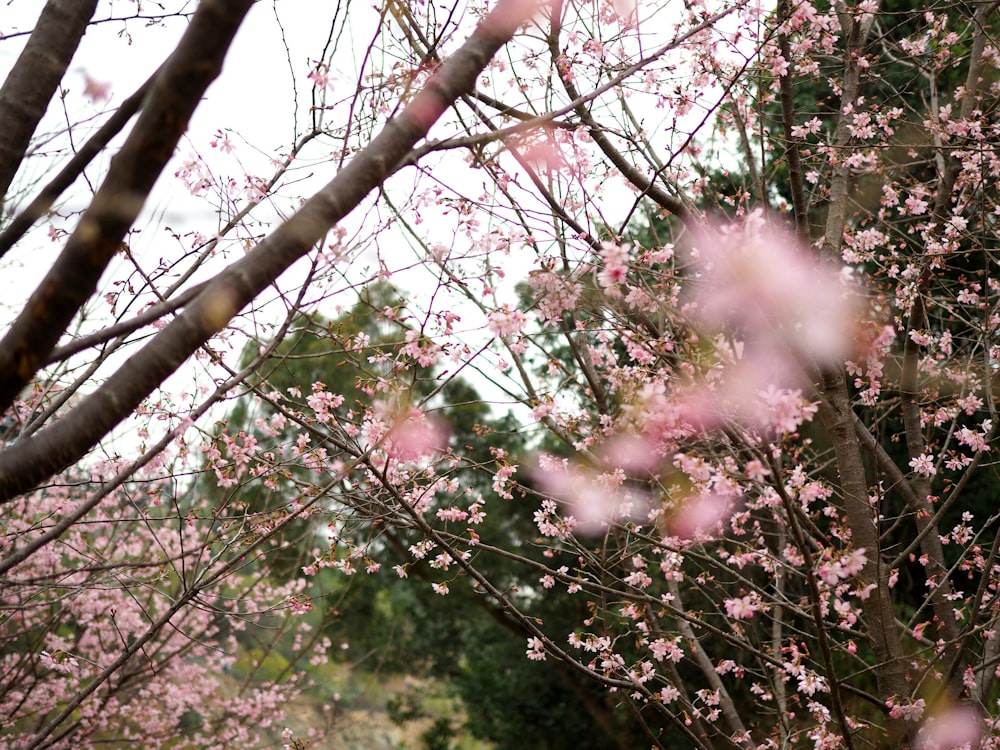 pink flowers are blooming on the branches of trees