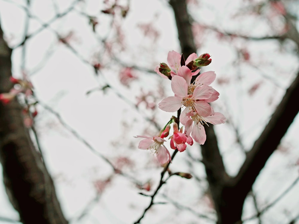 a pink flower is blooming on a tree