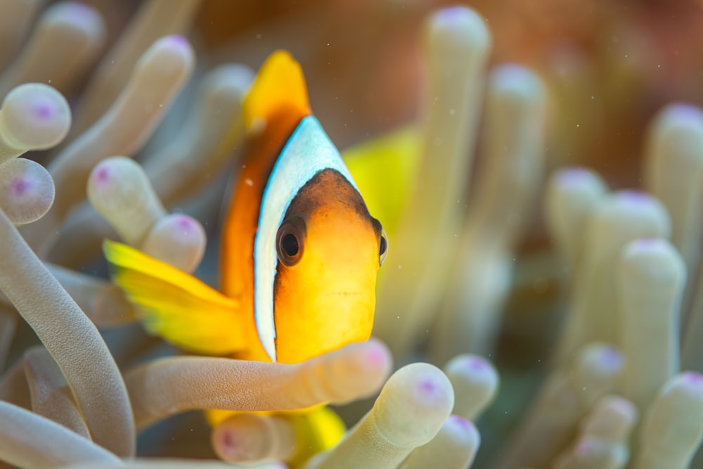 an orange and white clown fish in an anemone