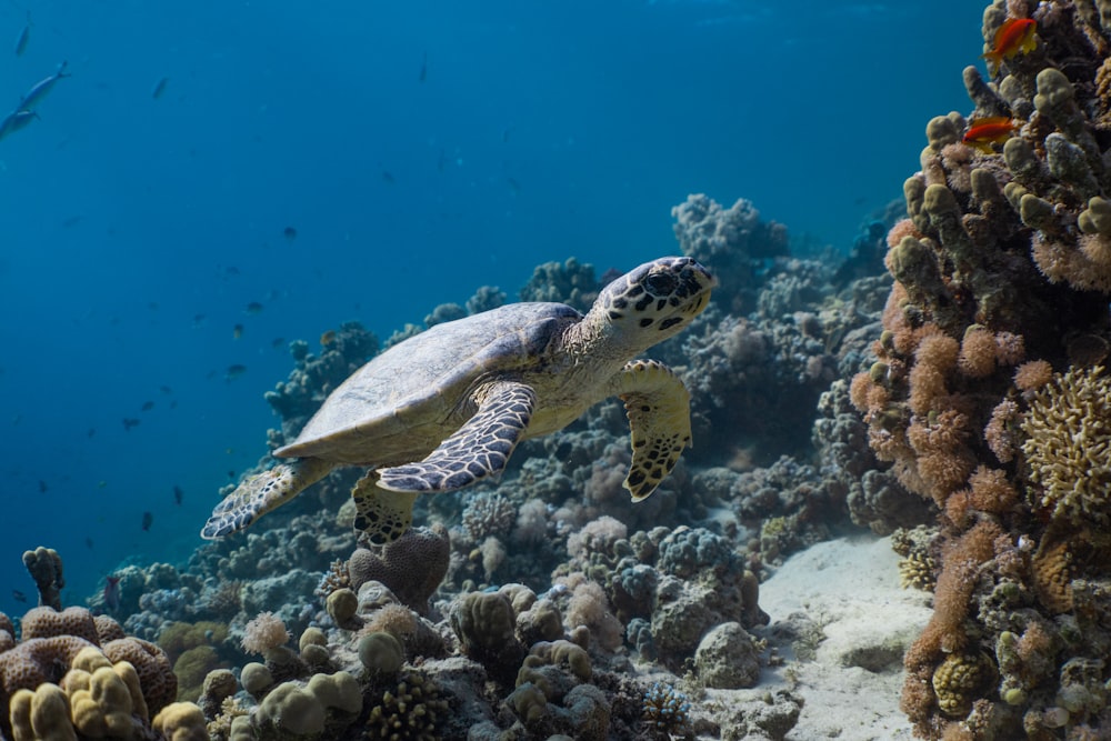 a sea turtle swimming over a coral reef