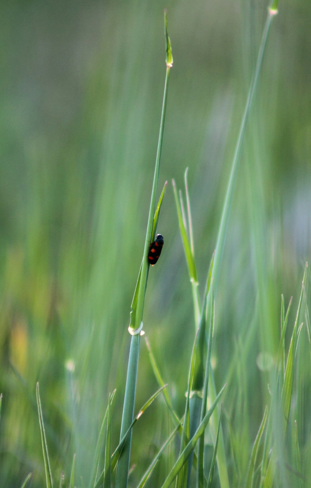 ein roter Käfer, der auf einer grünen Pflanze sitzt