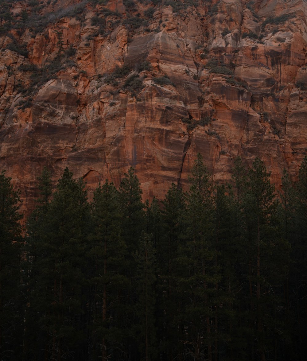 a group of trees in front of a mountain