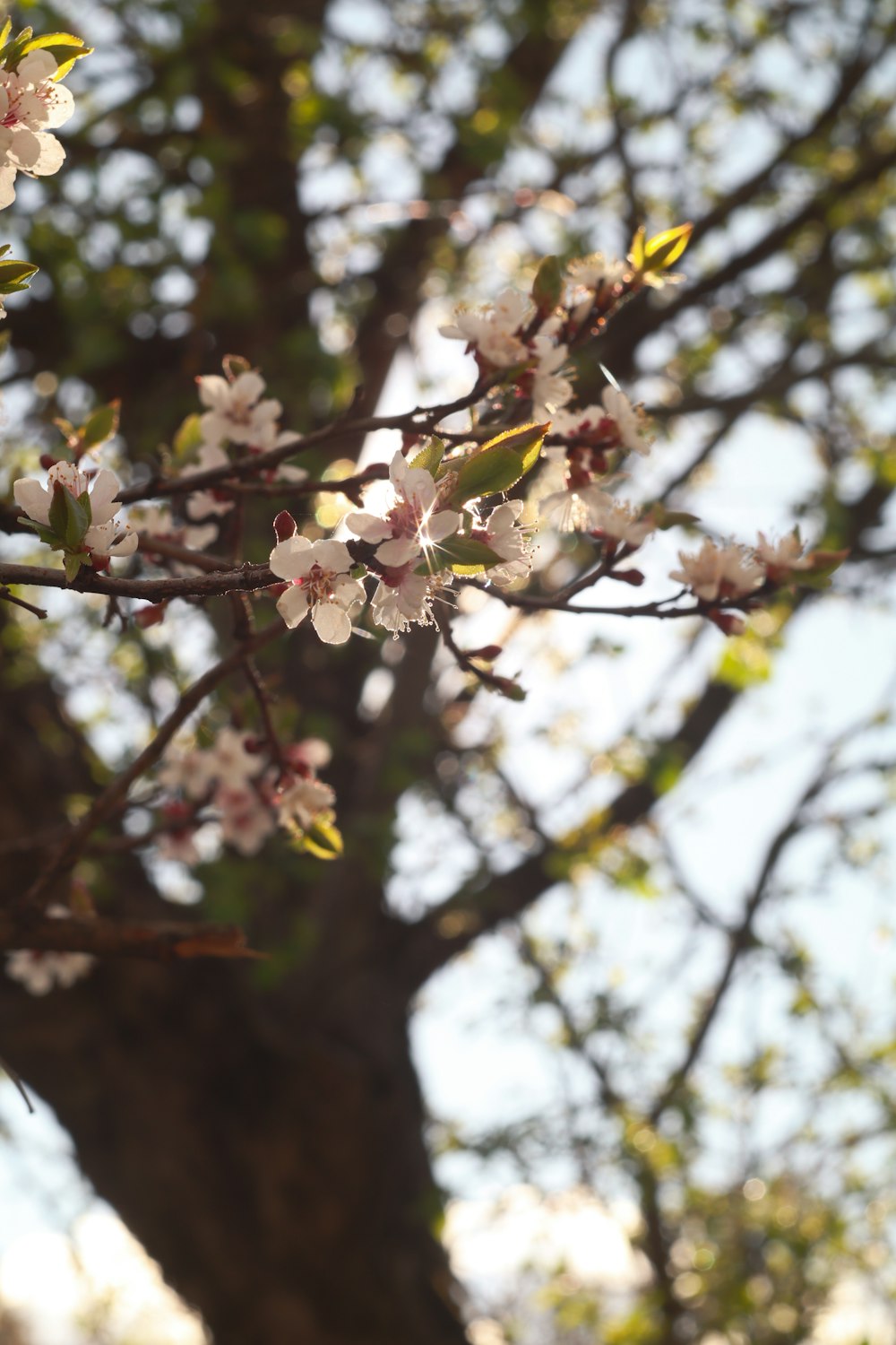 a close up of a tree with white flowers