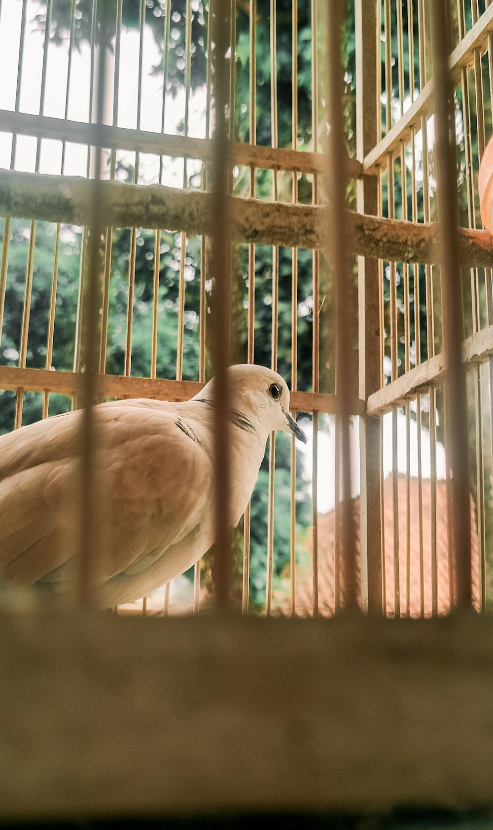 Un pájaro blanco en una jaula con árboles en el fondo