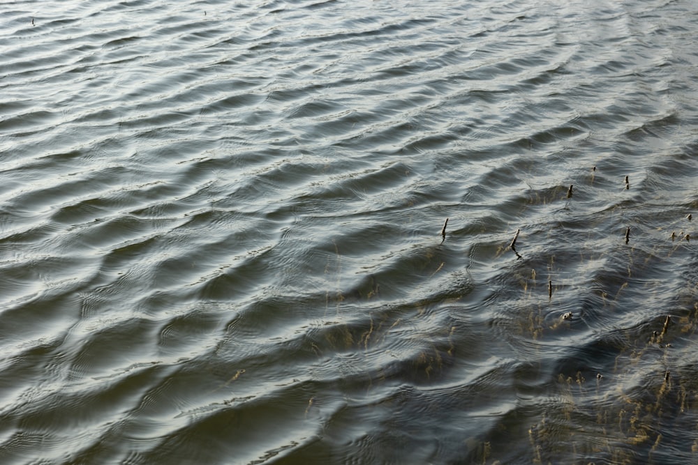 a large body of water with ripples on it