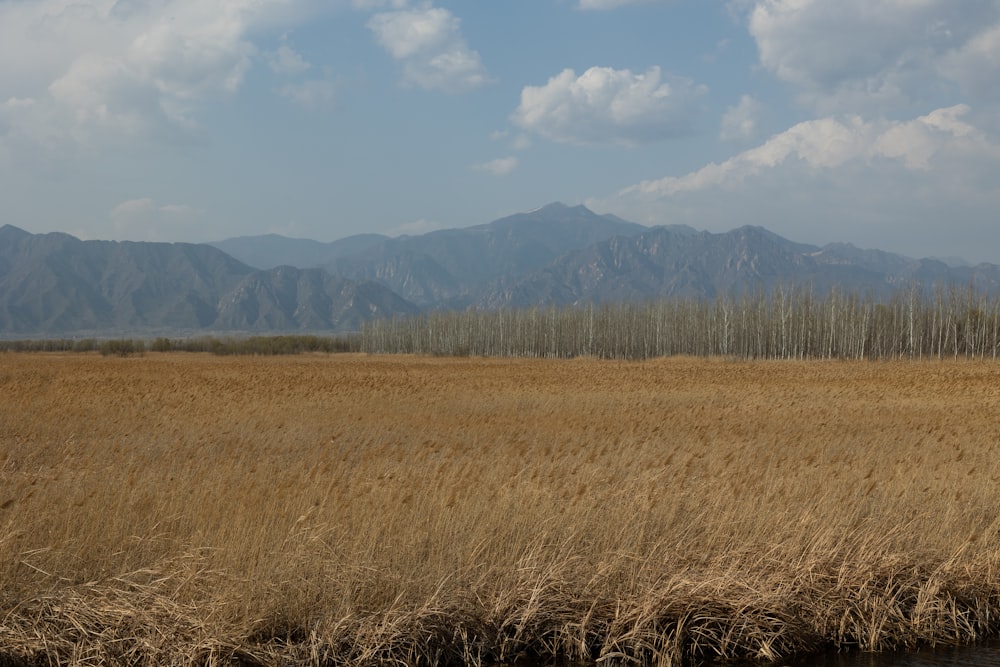 a large field of dry grass with mountains in the background