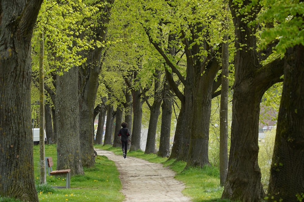 a person is walking down a path lined with trees