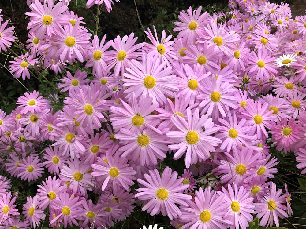 a bunch of pink flowers with yellow centers