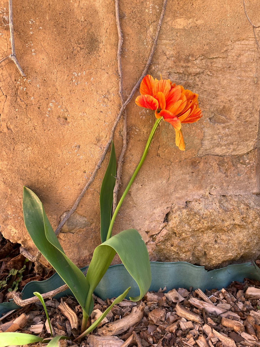 a single orange flower is growing out of the ground