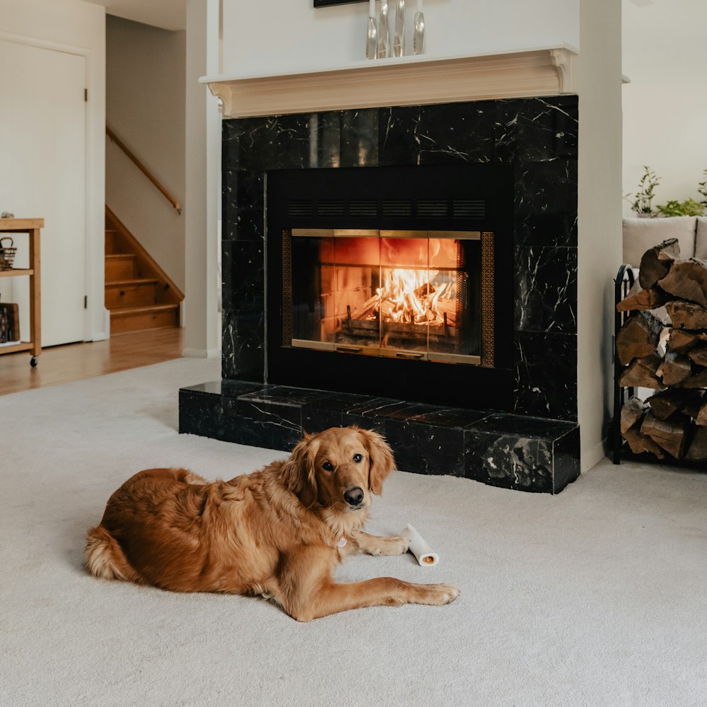 a dog laying on the floor in front of a fireplace