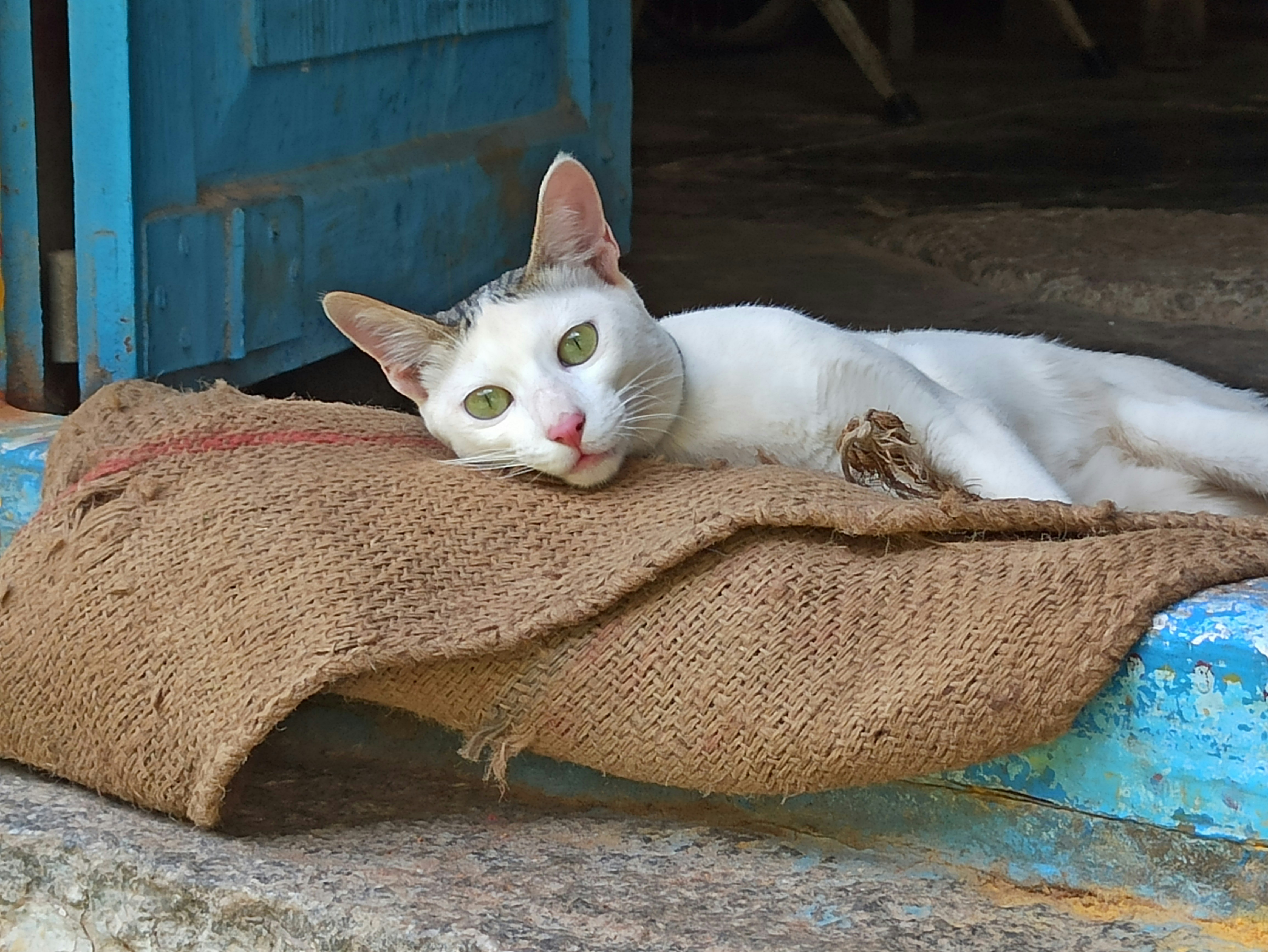 a white cat laying on top of a sack