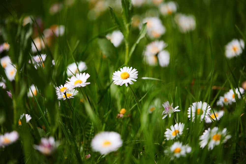a bunch of daisies are growing in the grass