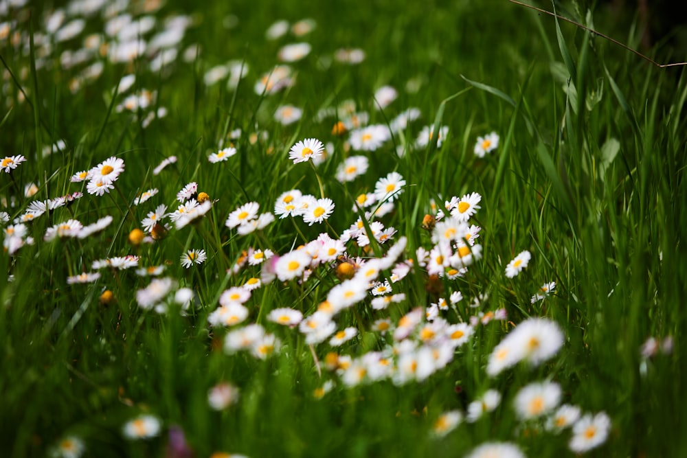 a field full of white and yellow daisies