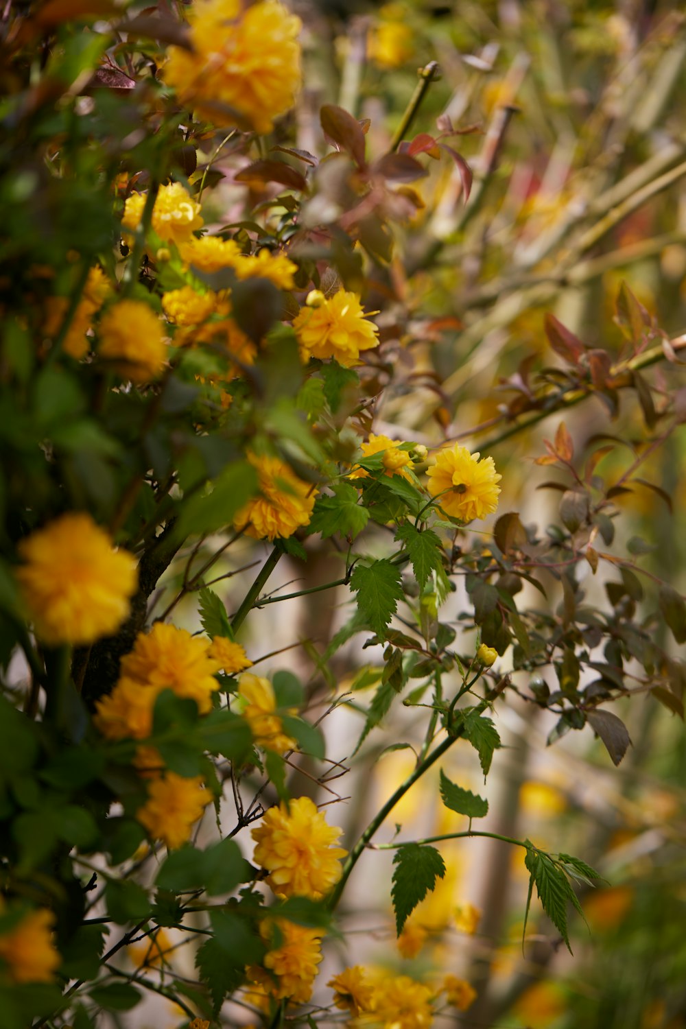 a bush with yellow flowers and green leaves