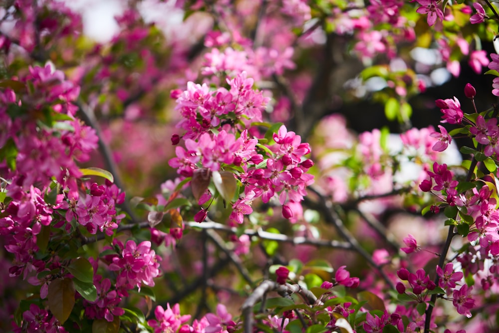 pink flowers are blooming on a tree