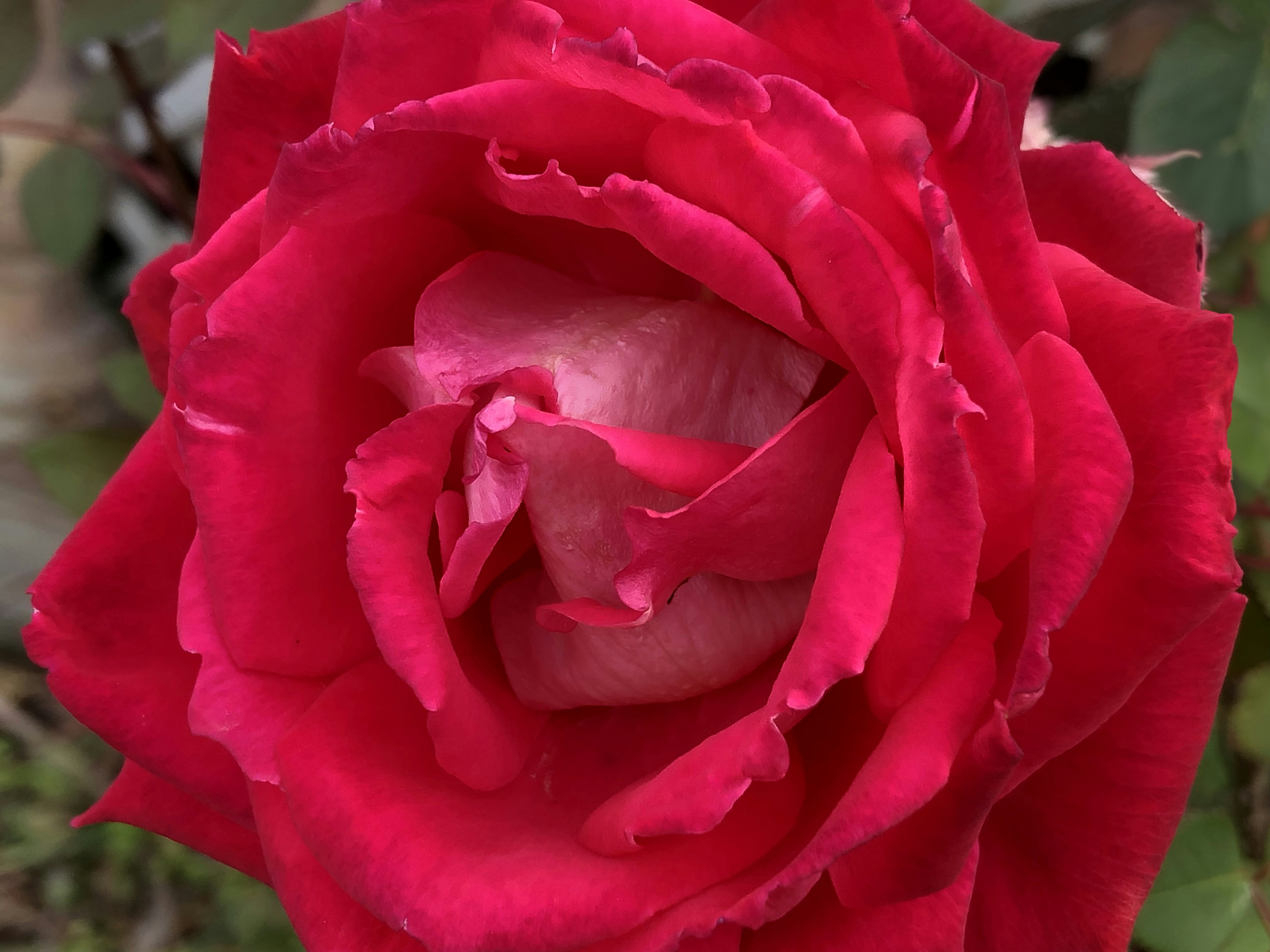 Un primer plano de una flor de rosa roja