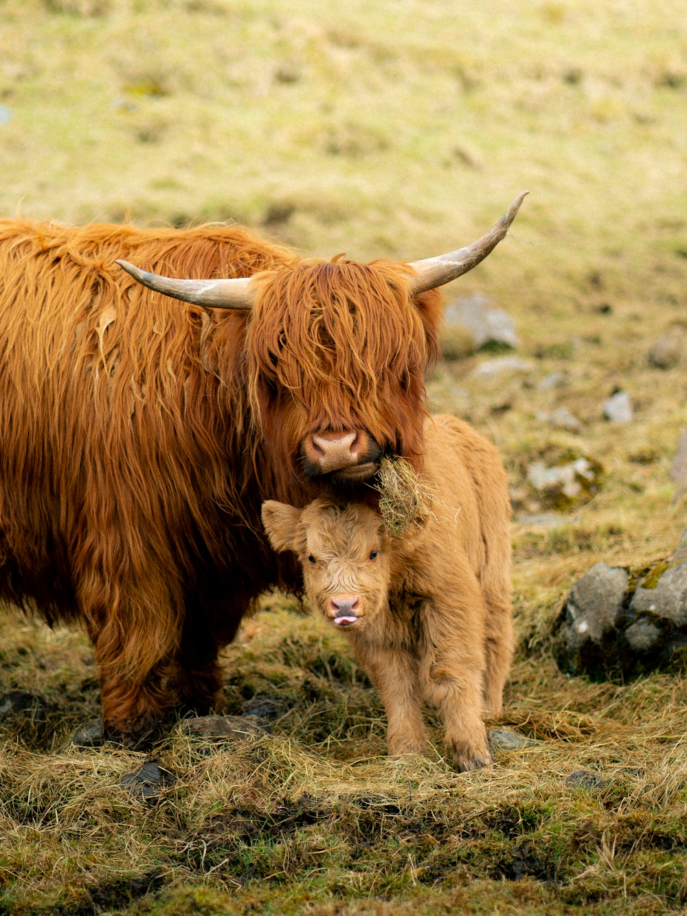 a baby yak is standing next to an adult yak