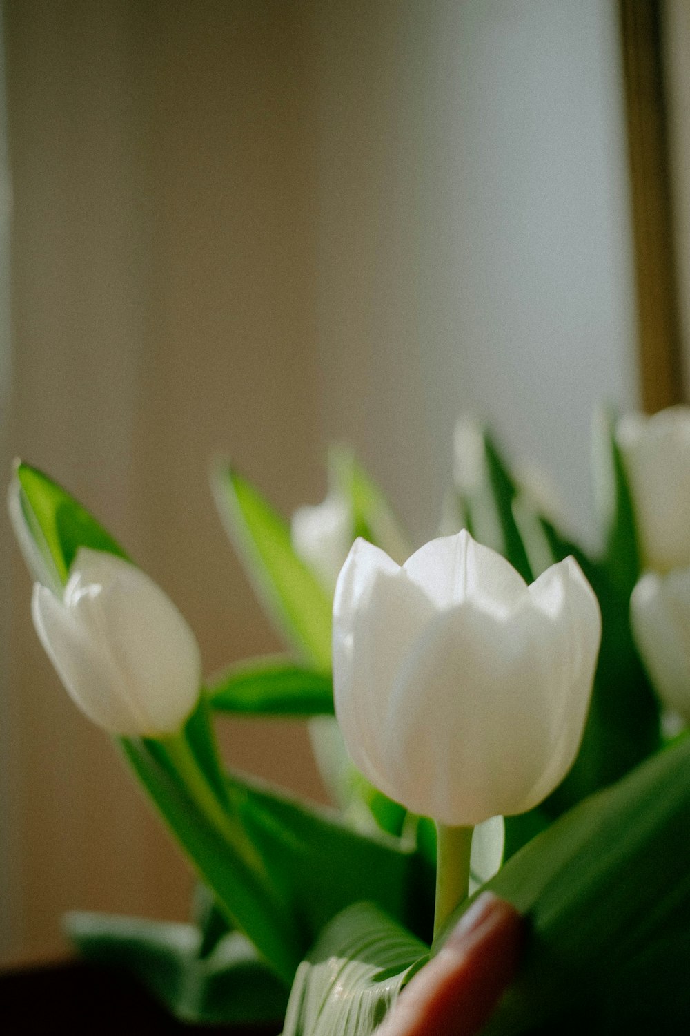 a close up of a bunch of white tulips