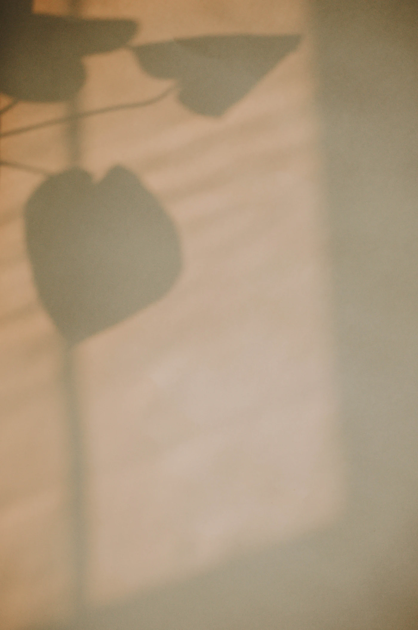 Warm shadows falling across a plain wall