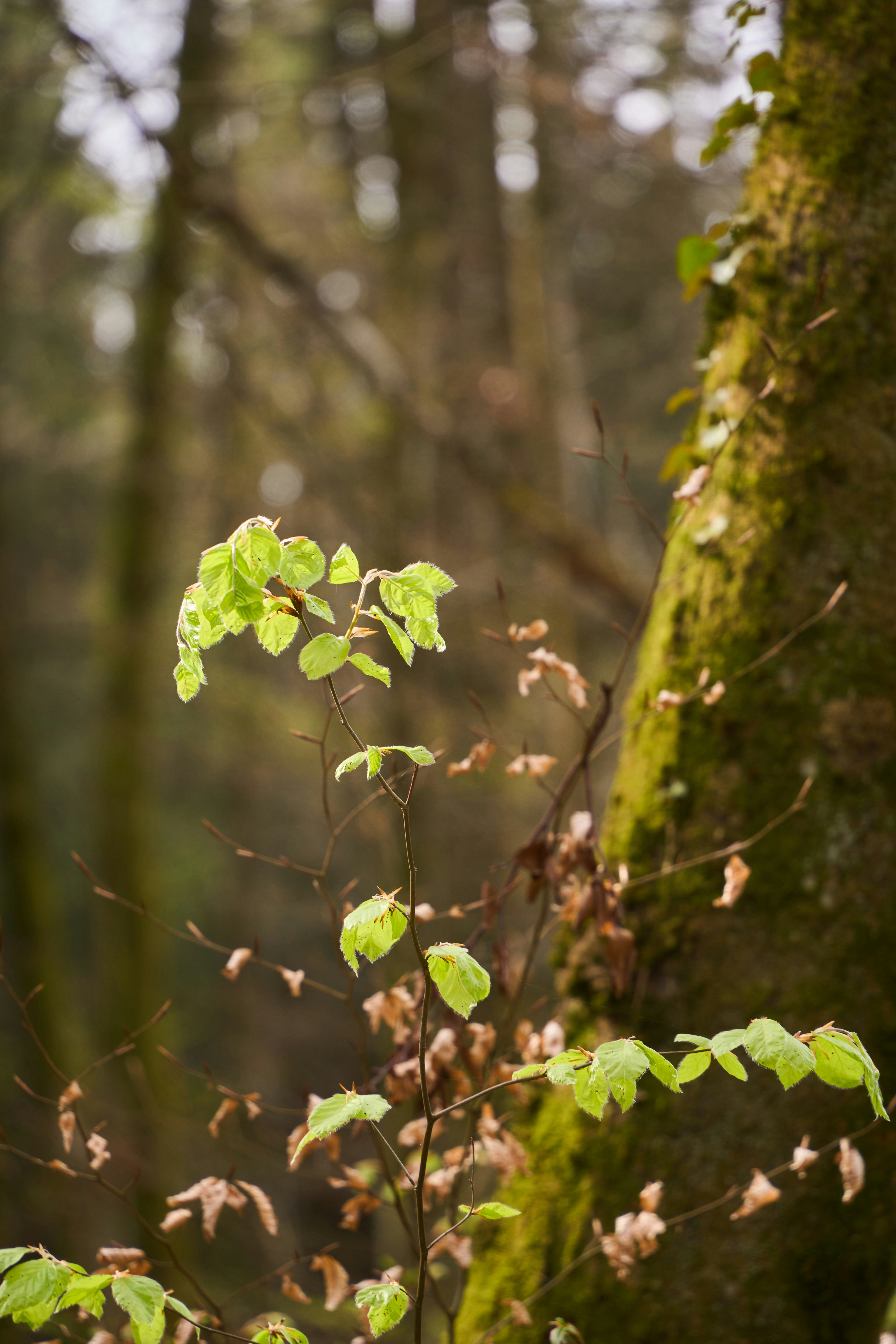 Photo by wolfgang_hasselmann