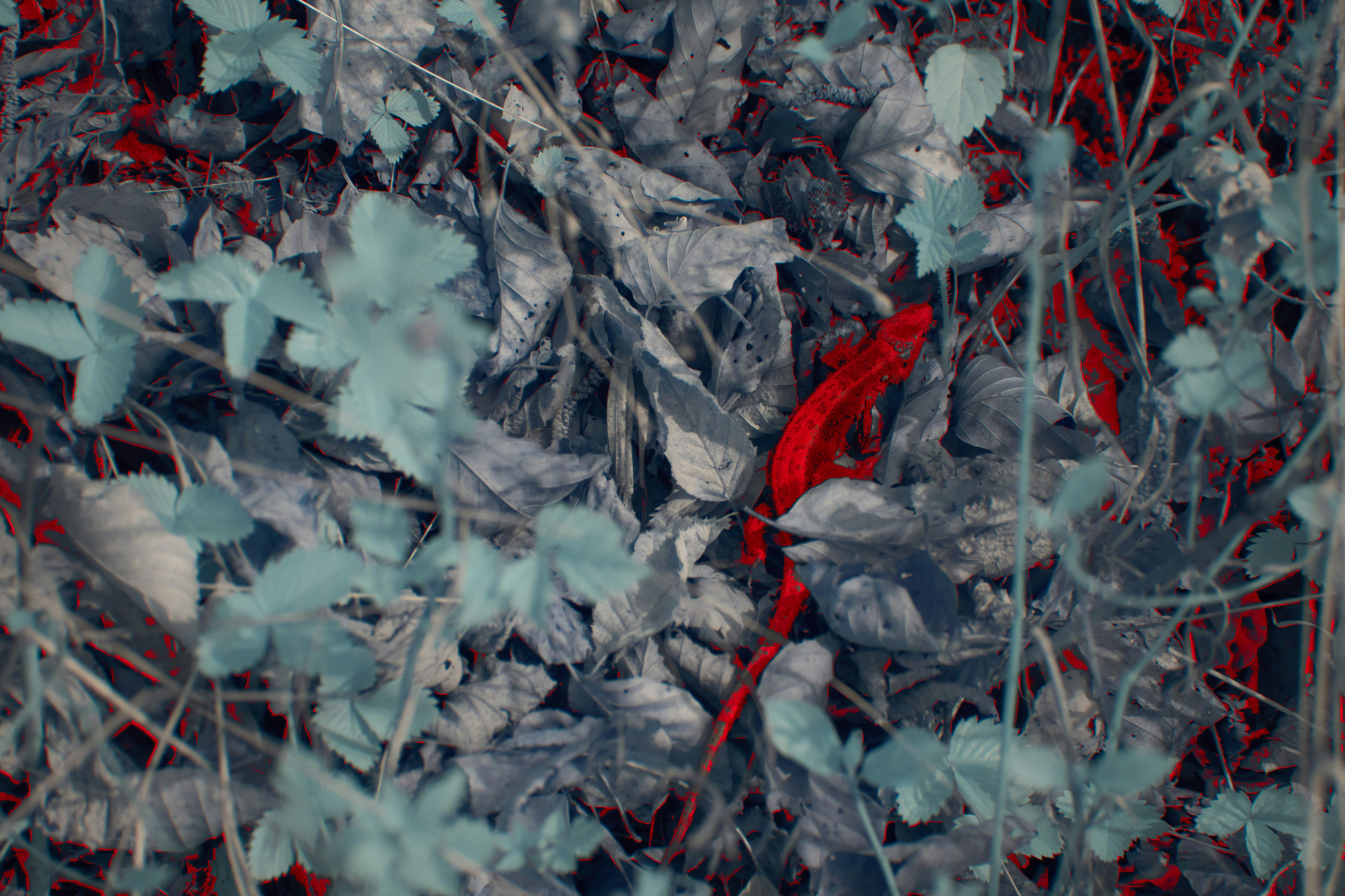 Photo by wolfgang_hasselmann