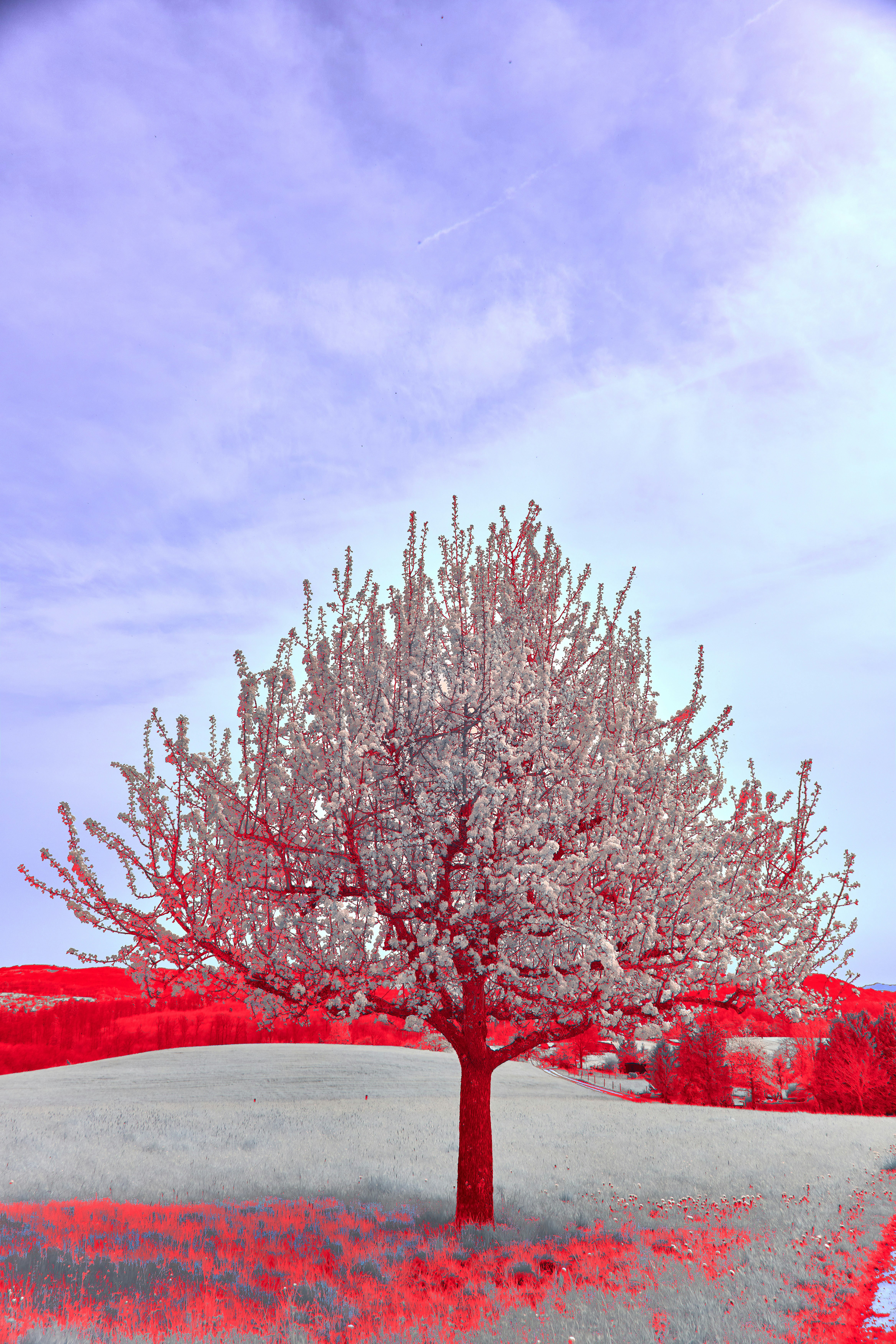 Photo by wolfgang_hasselmann