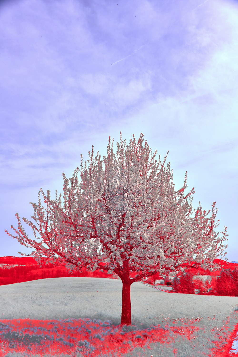 a tree in the middle of a field with a sky background