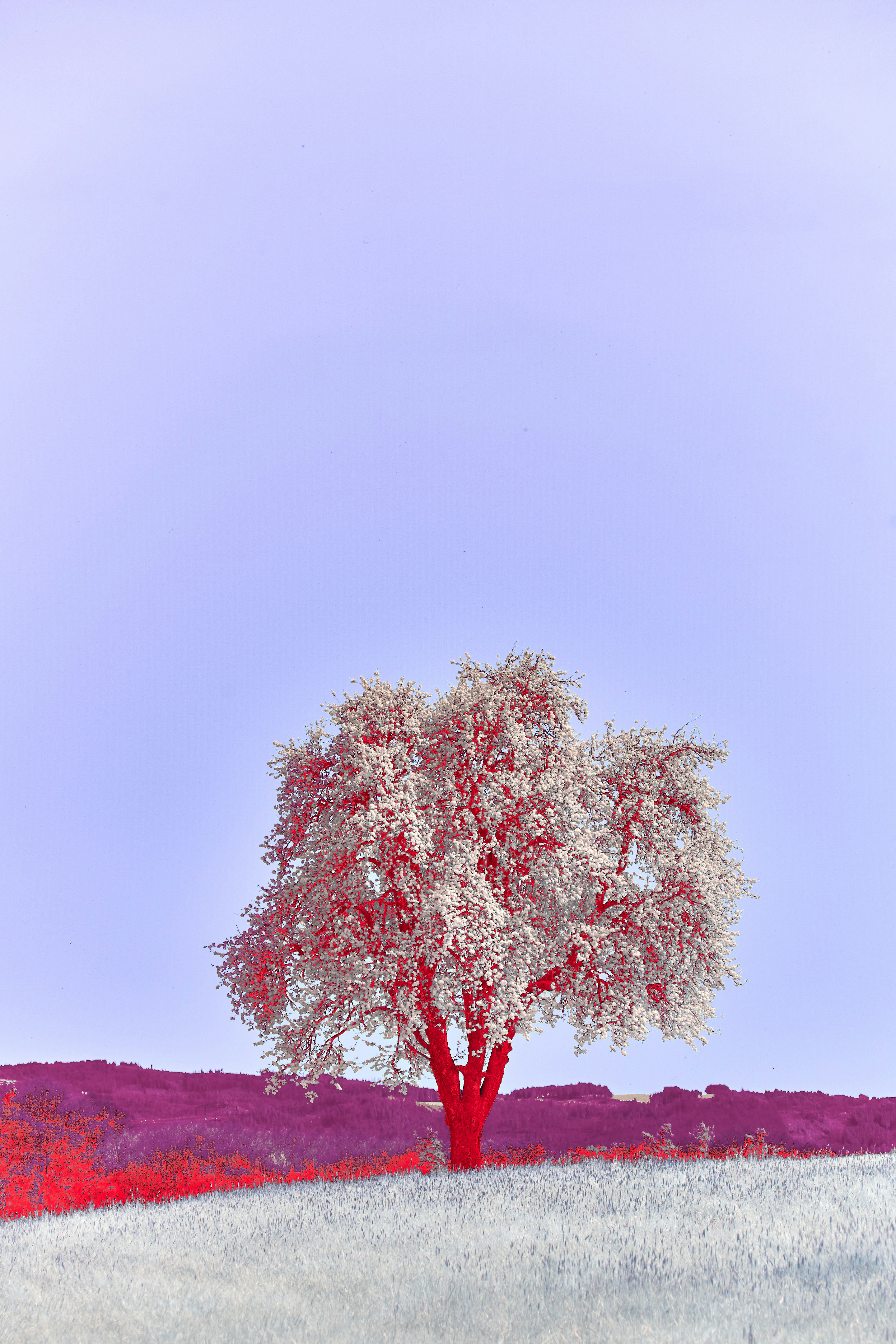 Photo by wolfgang_hasselmann