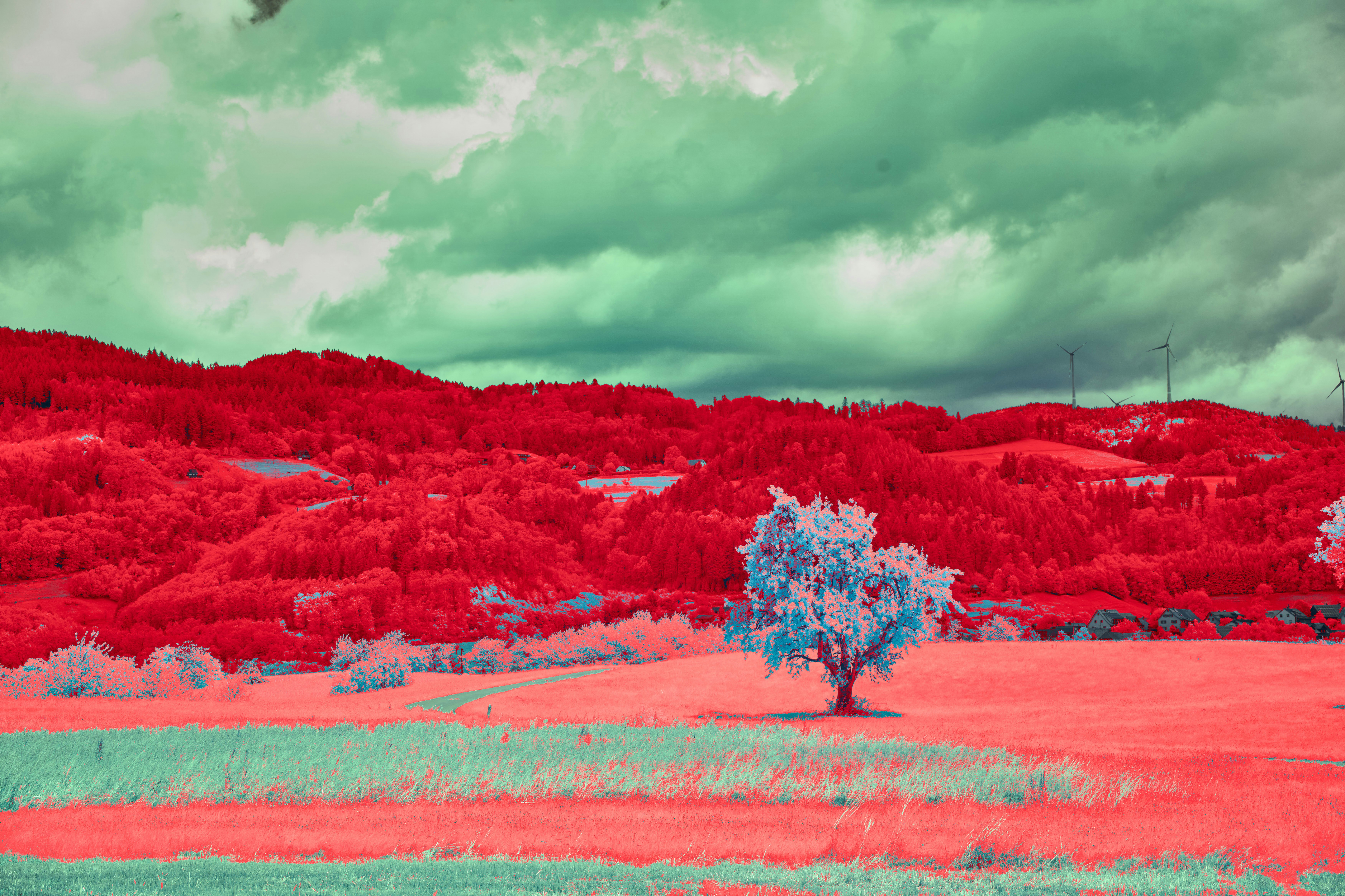 Photo by wolfgang_hasselmann