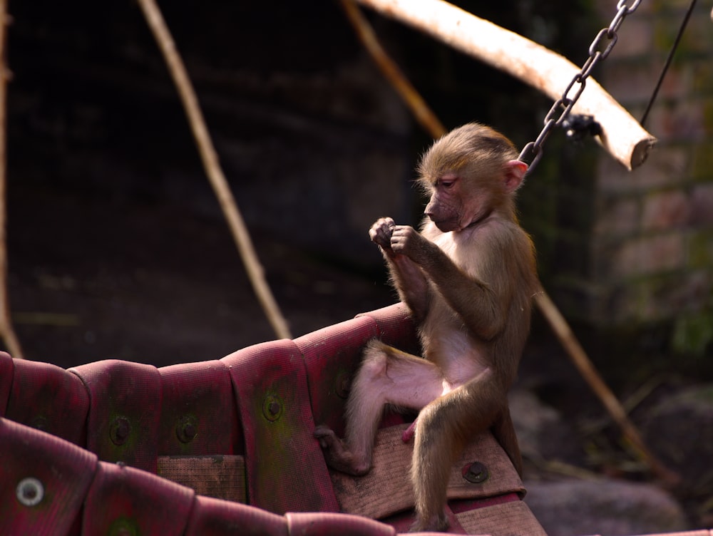 a monkey sitting on top of a wooden structure