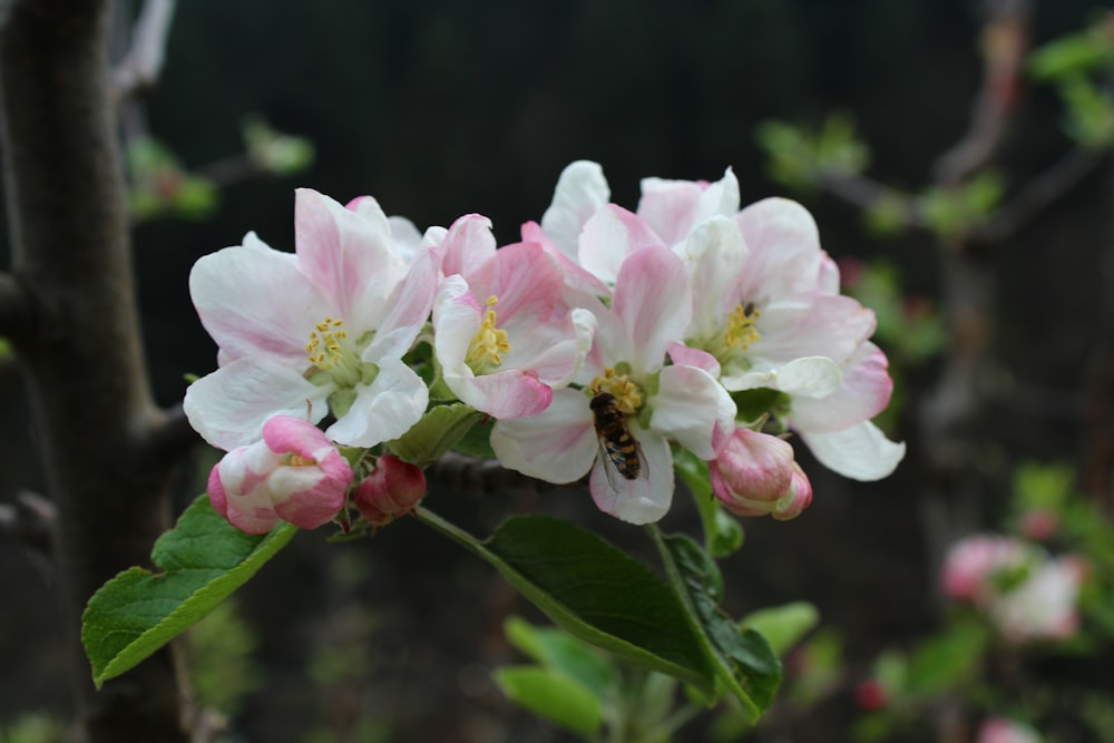 a bunch of pink and white flowers on a tree