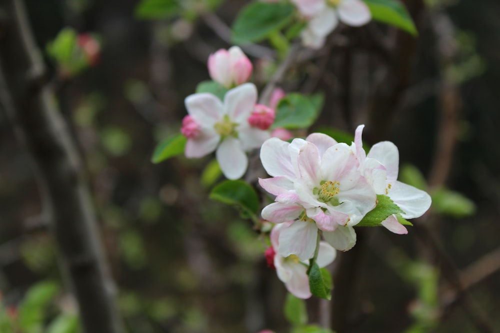 a bunch of flowers that are on a tree