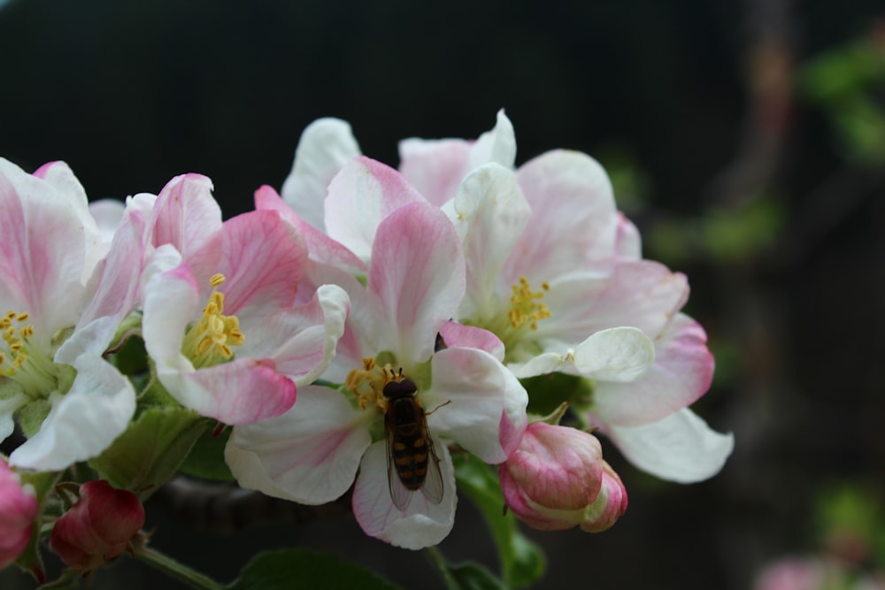 a bee is sitting on a pink and white flower