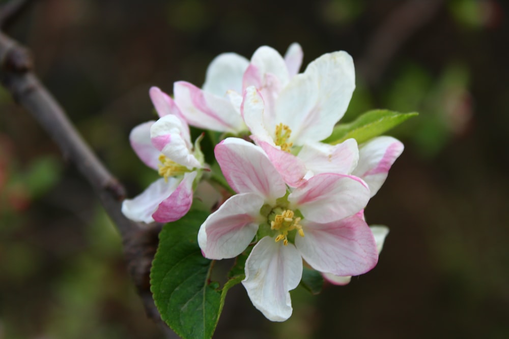 a close up of a flower on a tree branch