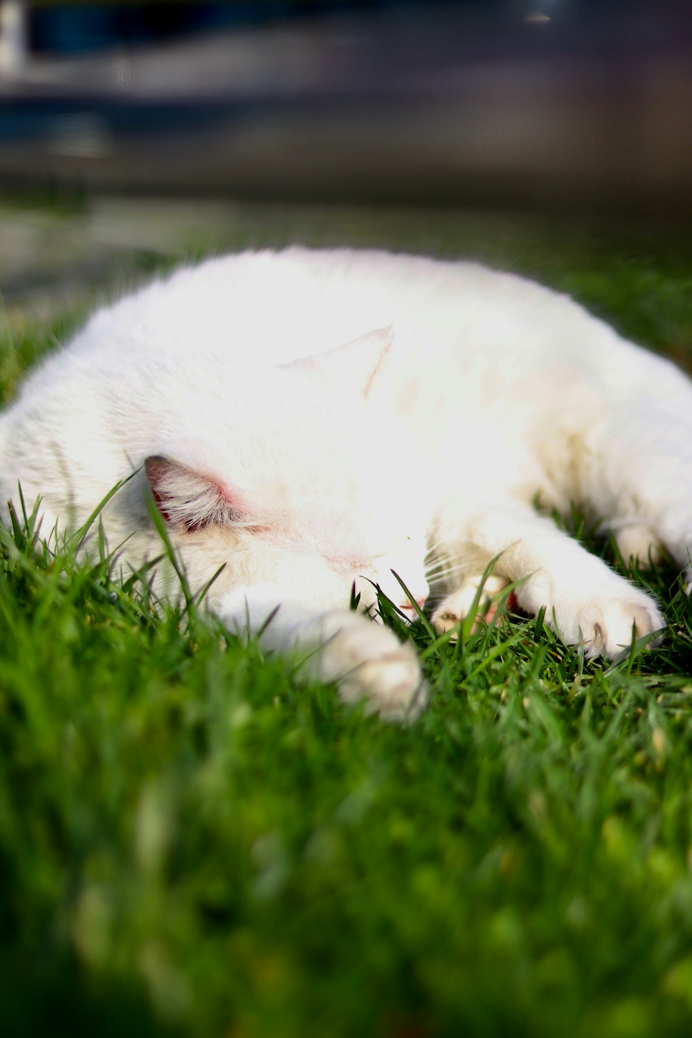 a white cat laying on top of a lush green field