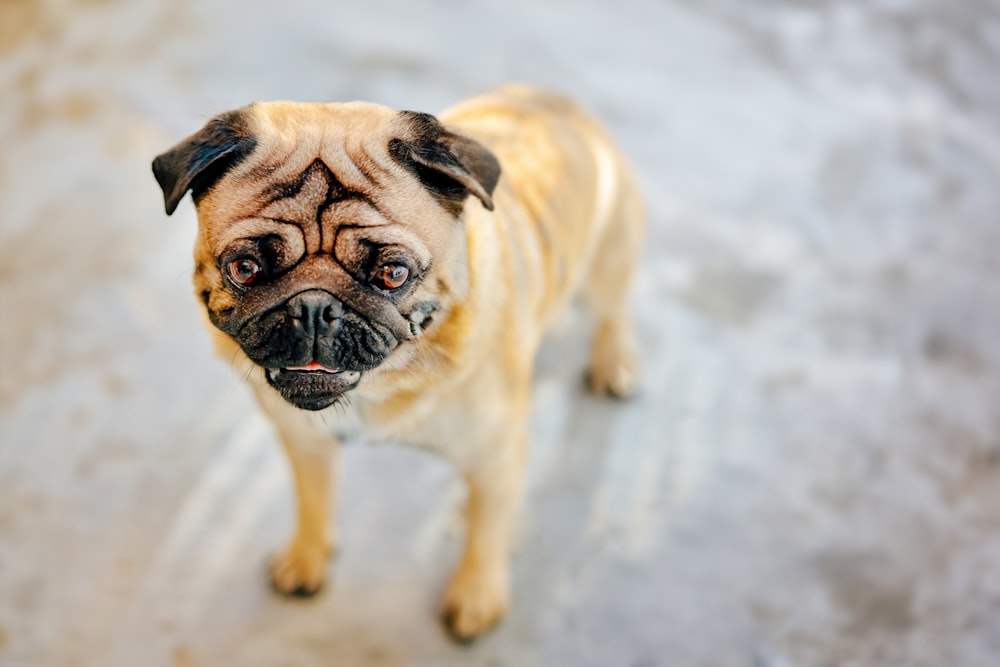 a small pug dog standing in the snow