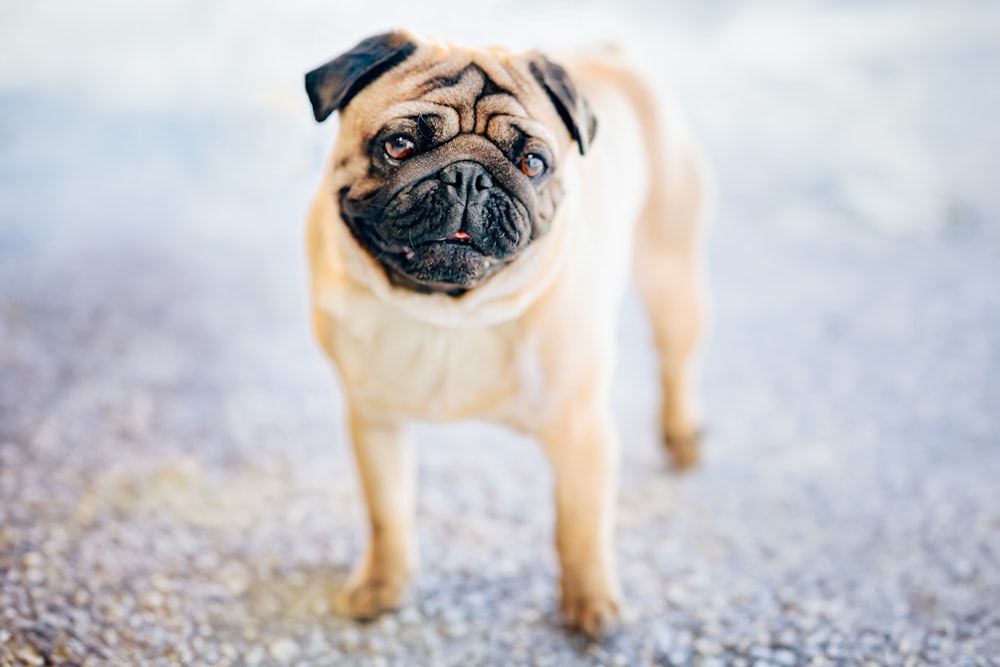 a small pug dog standing on a sidewalk