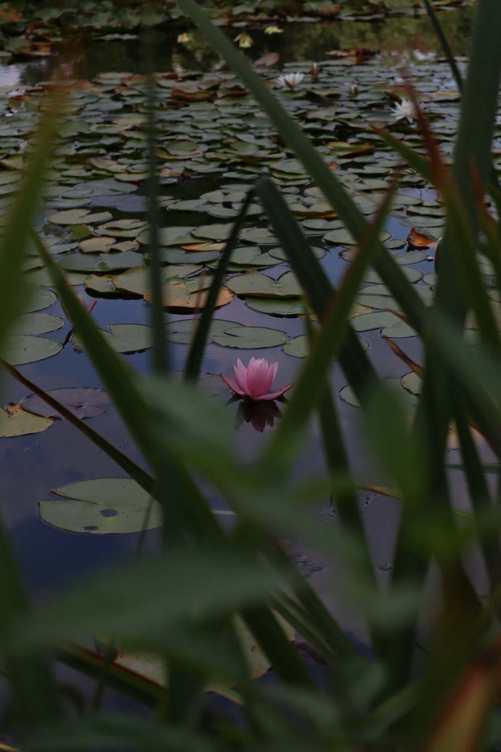 a pink flower floating on top of a pond of water