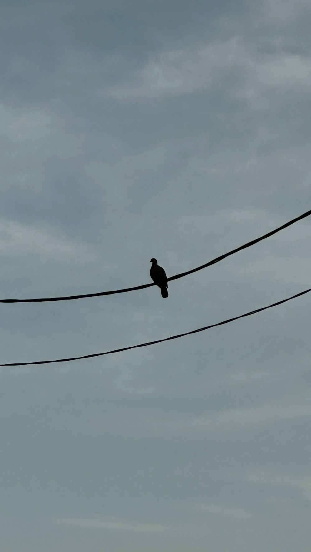 a bird sitting on a wire with a sky background