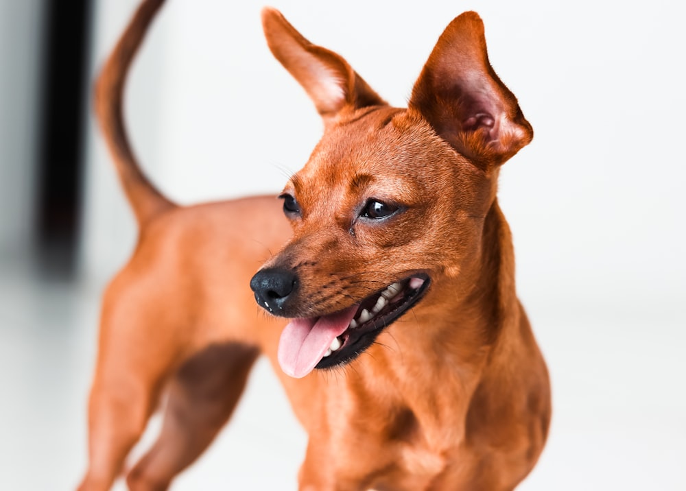 a small brown dog standing on top of a white floor