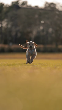a dog running through a field with a frisbee in its mouth
