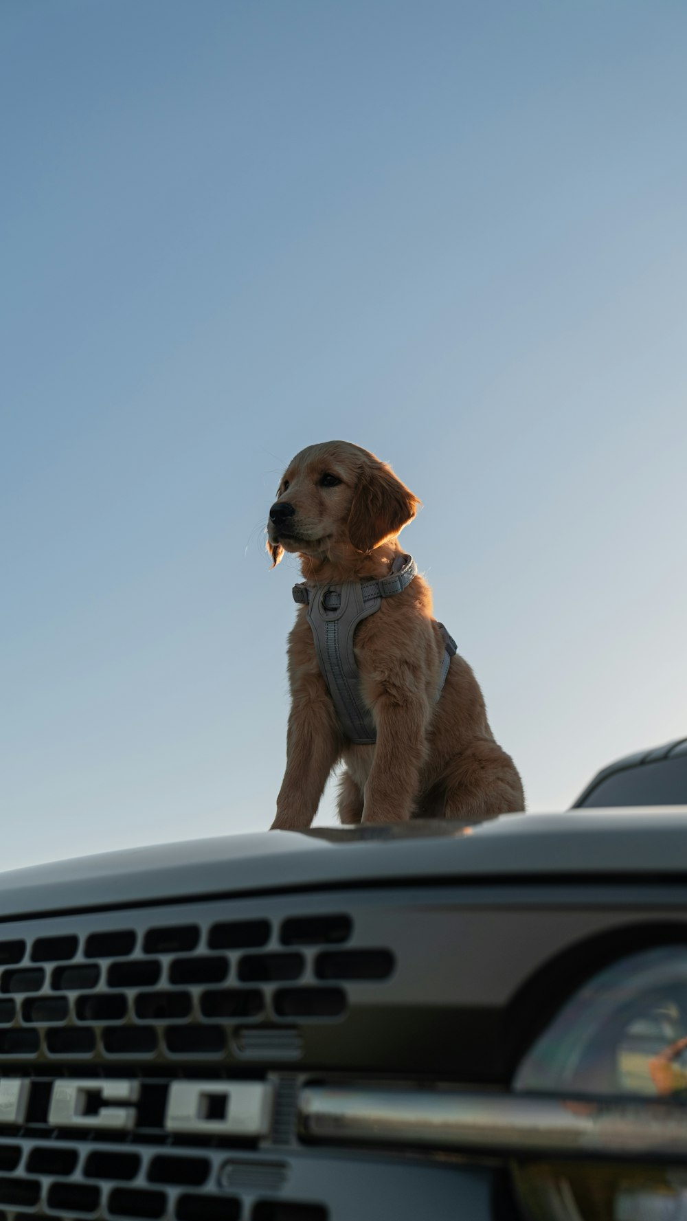 a brown dog sitting on top of a car