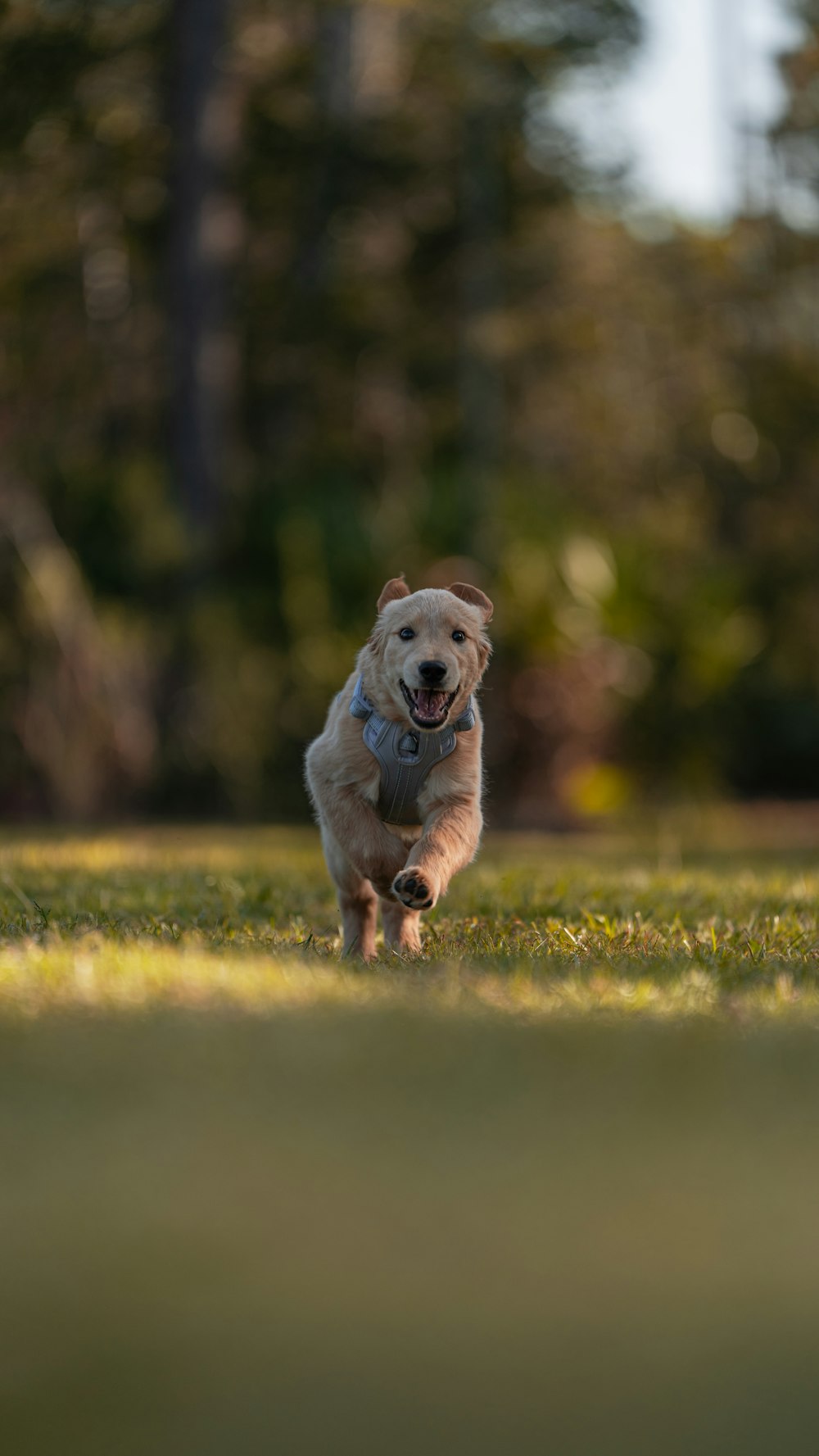 um cão correndo em um campo com árvores ao fundo